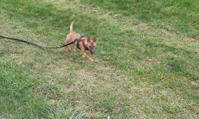 Als Welpen sind sie alle noch süßer-Beitrag-Bild