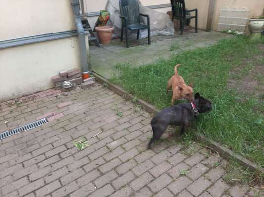 Miniatur Bull Terrier-Beitrag-Bild