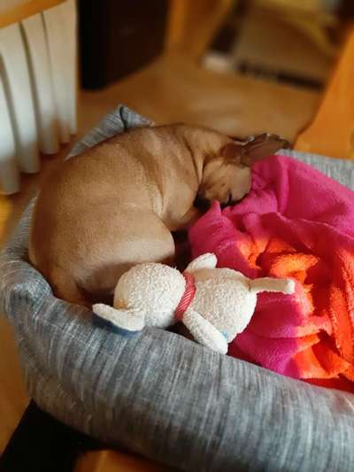 Miniatur Bull Terrier-Beitrag-Bild