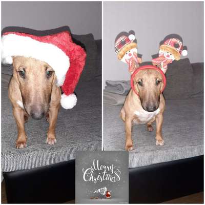 Miniatur Bull Terrier-Beitrag-Bild