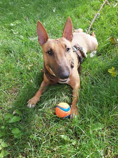 Dogorama Photo Challenge - Hundeblick zum hinschmelzen-Beitrag-Bild