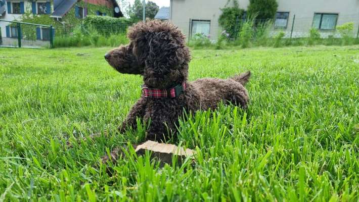 Hundetreffen-Hundefreunde zum Spielen gesucht.-Bild