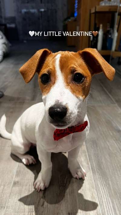 Valentins Wuffis-Beitrag-Bild