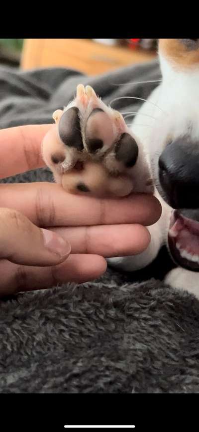 Pfötchen-Beitrag-Bild