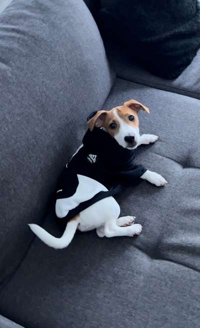 Wie heißt dein Hund?-Beitrag-Bild