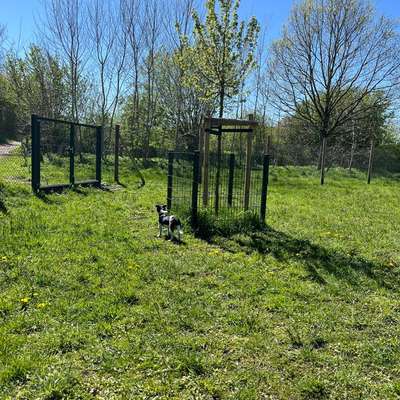 Hundeauslaufgebiet-Hundeauslauf am Altenheim/ Rodelberg-Bild