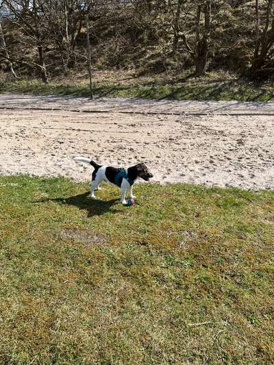 Hundetreffen-Gassirunden mit Spiel und Training-Bild