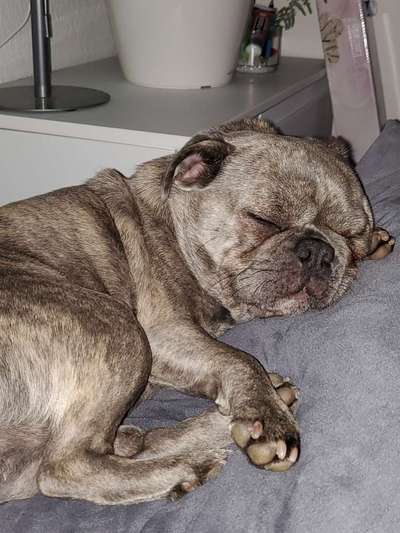 Mops mix-Beitrag-Bild