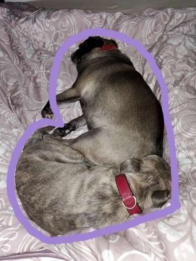 Dogorama Photo Challenge - Die besten Hundebuddys-Beitrag-Bild