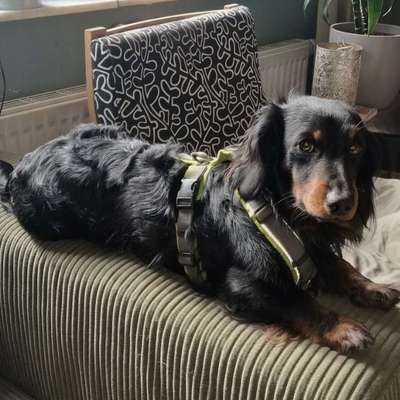 Hundetreffen-Dackeltreffen-Bild