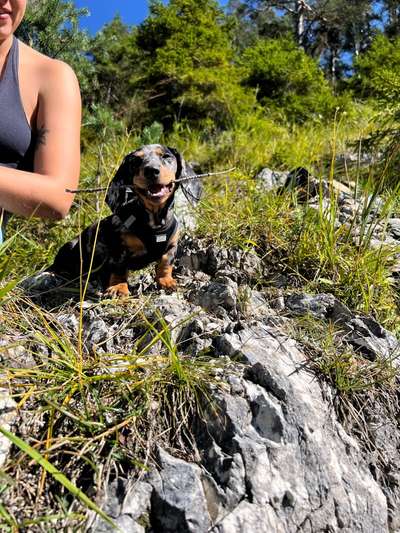 Hundetreffen-Welpen Sozialisierung-Bild