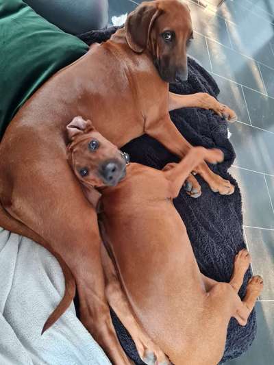 Rhodesian Ridgeback-Beitrag-Bild