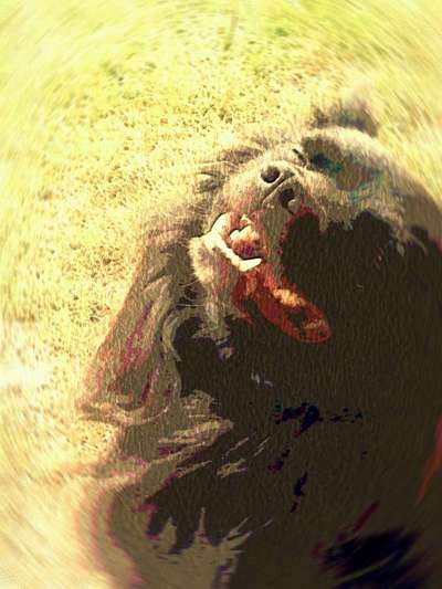 Challenge Nr. 10: "Das schönste Lächeln"-Beitrag-Bild