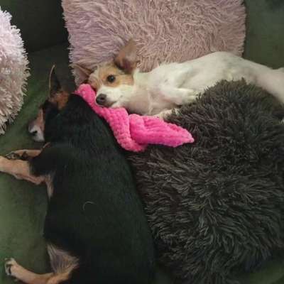 Hundetreffen-Welpen treffen-Bild