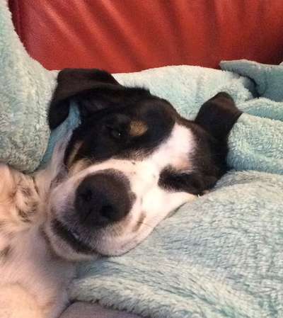 Hunde Porträt (Portrait) Galerie....-Beitrag-Bild