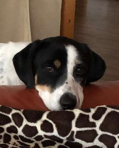 Hunde Porträt (Portrait) Galerie....-Beitrag-Bild