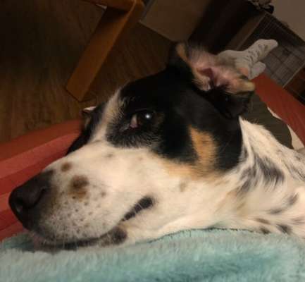 Hunde Porträt (Portrait) Galerie....-Beitrag-Bild