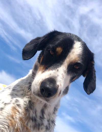 Hunde Porträt (Portrait) Galerie....-Beitrag-Bild