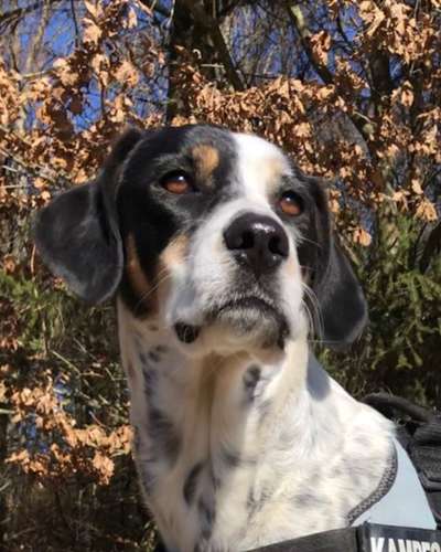 Hunde Porträt (Portrait) Galerie....-Beitrag-Bild