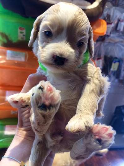 Welpen Bilder !-Beitrag-Bild