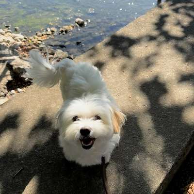 Hundetreffen-Hundefreund/in gesucht-Bild