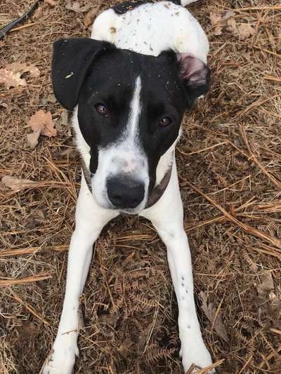 Dogorama Photo Challenge - Hundeblick zum hinschmelzen-Beitrag-Bild