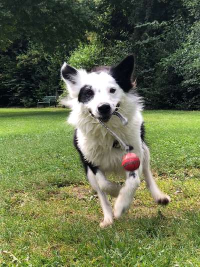 Fotochallenge 66 ~ Rennaction -Zeig deinen Hund im Lauf-Beitrag-Bild