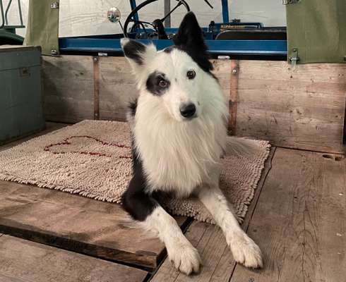 Zeigt mal eure border Collies :)-Beitrag-Bild