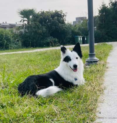 Gibt's hier noch mehr Border Collies???-Beitrag-Bild