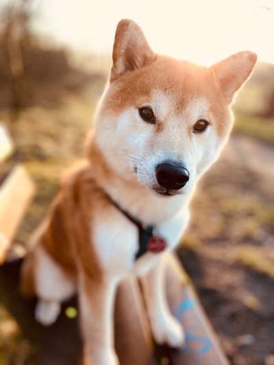 Hundetreffen-Spaziergang oder Spielpartner-Bild