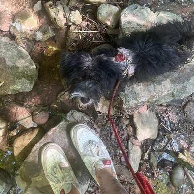 Hundetreffen-Welpenfreunde-Bild
