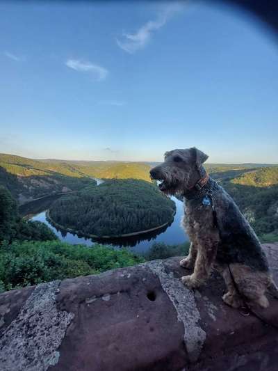 Airedale Terrier-Beitrag-Bild