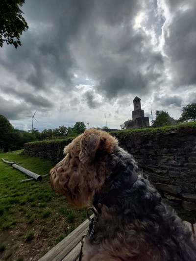 156. Fotochallenge *** DEIN HUND UND DIE WUNDERSCHÖNEN WOLKEN ***-Beitrag-Bild