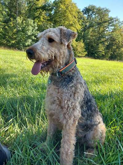 Gibt es noch andere Airedales?:)-Beitrag-Bild