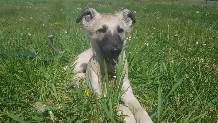 Dein Hund im Dogorama-Kalender 2021-Beitrag-Bild