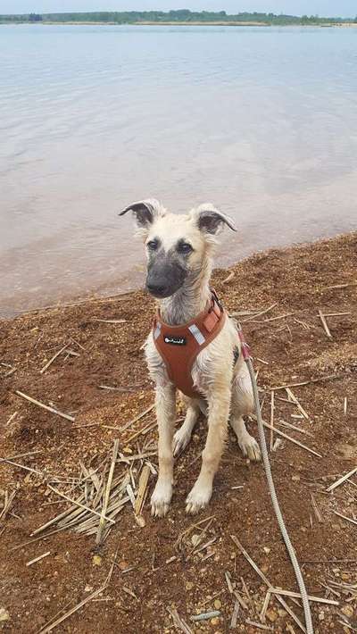 Dein Hund im Dogorama-Kalender 2021-Beitrag-Bild