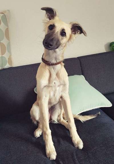 Dein Hund im Dogorama-Kalender 2021-Beitrag-Bild