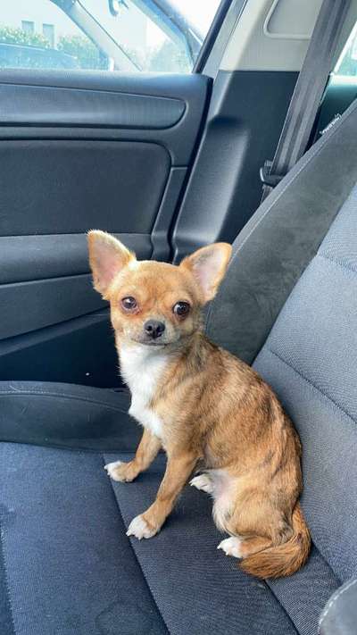 Hundetreffen-Chihuahua Mädchen sucht Spielkameraden-Bild
