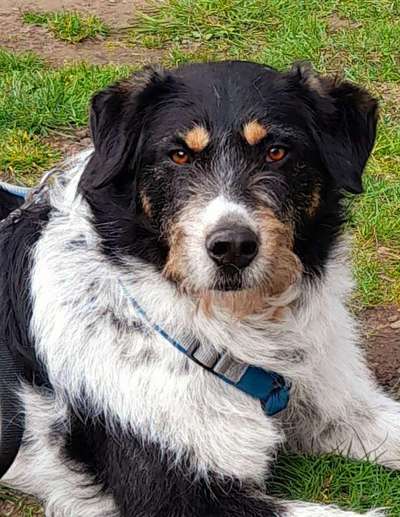 Wo habt ihr eure Hunde her ?-Beitrag-Bild