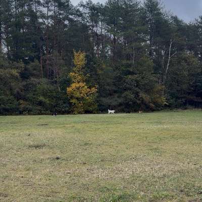 Hundetreffen-Spiel treffen schwanewede-Bild