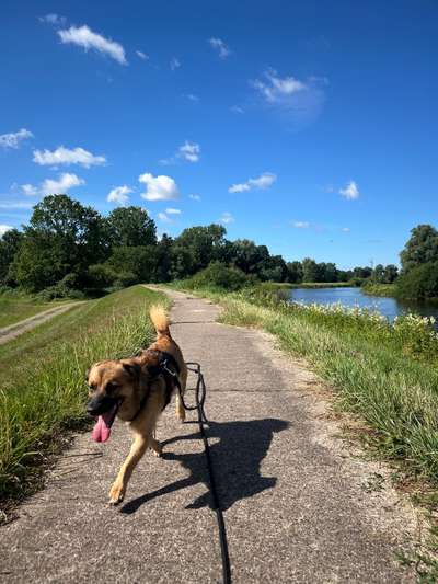 Hundetreffen-Spielfreund gesucht-Bild