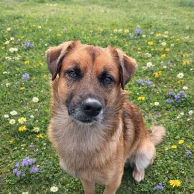 Hundetreffen-Spielen und Trainieren-Bild