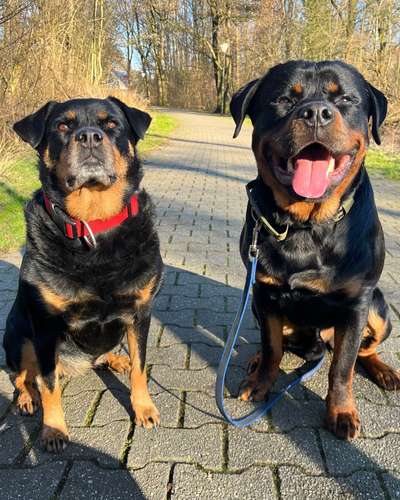 BIG LOVE :) mit 2 Hunden❣️-Beitrag-Bild