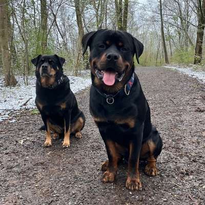 BIG LOVE :) mit 2 Hunden❣️-Beitrag-Bild