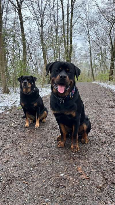 Rottweiler/-Mischlinge-Beitrag-Bild