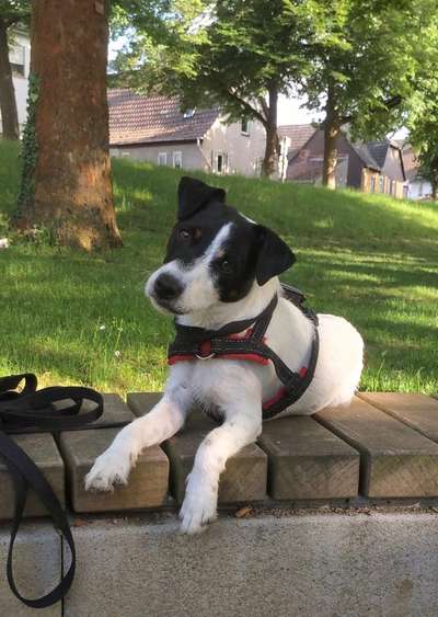 Wo sind die Jack und Parson Russell Terrier?-Beitrag-Bild