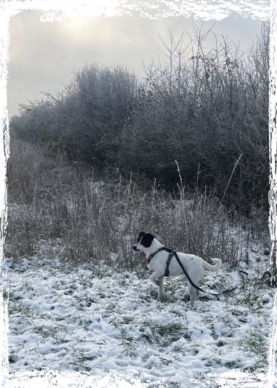 Foto Challenge Nr.: 114
Hunde im Schnee-Beitrag-Bild