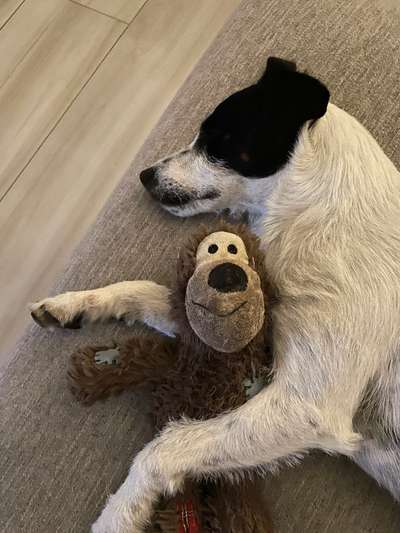 Euer Hund und sein Lieblingskuscheltier-Beitrag-Bild