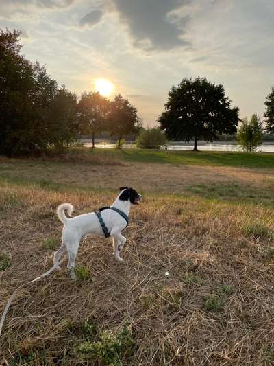 Immer der Nase nach - die schönsten Jagdhund-Bilder-Beitrag-Bild