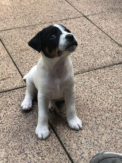 Welpen Bilder !-Beitrag-Bild